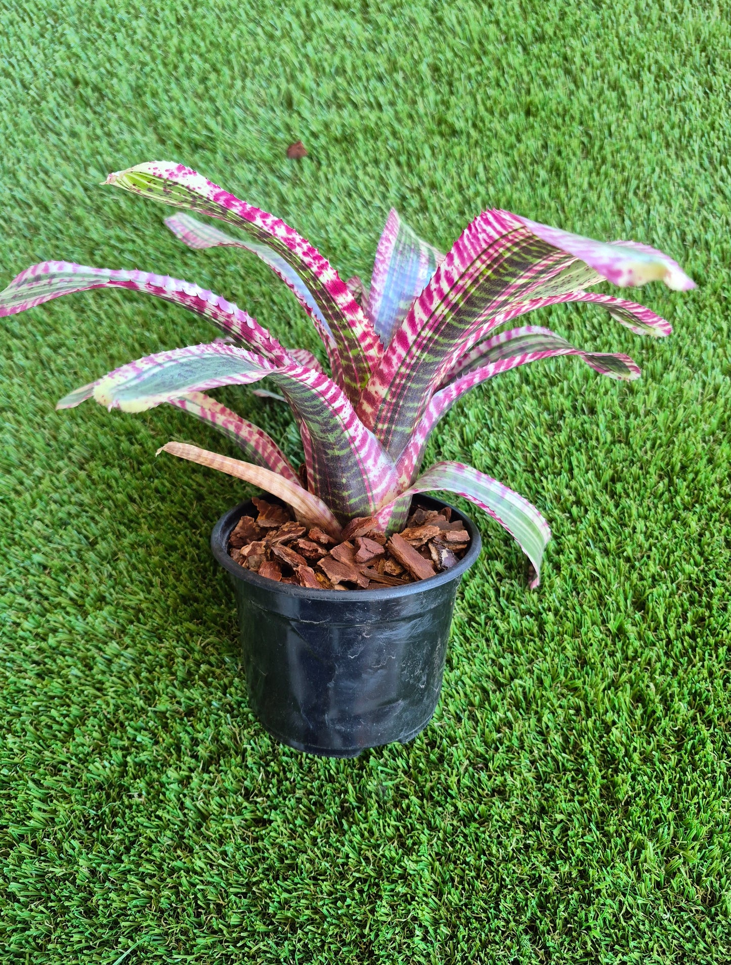 Neoregelia "Hypnotic"