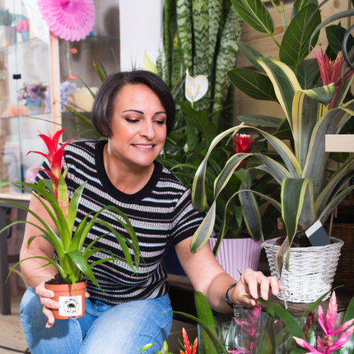 ¿Por Qué Elegir Bromelias para tu Hogar?