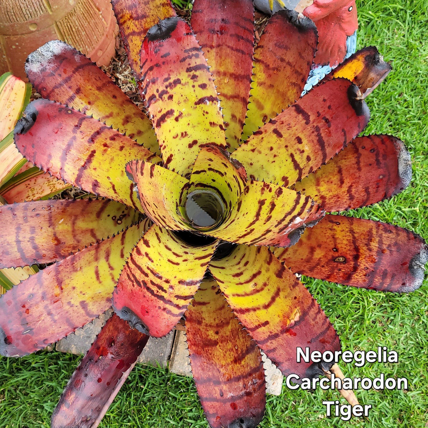 NEOREGELIA CARCHARODON TIGER