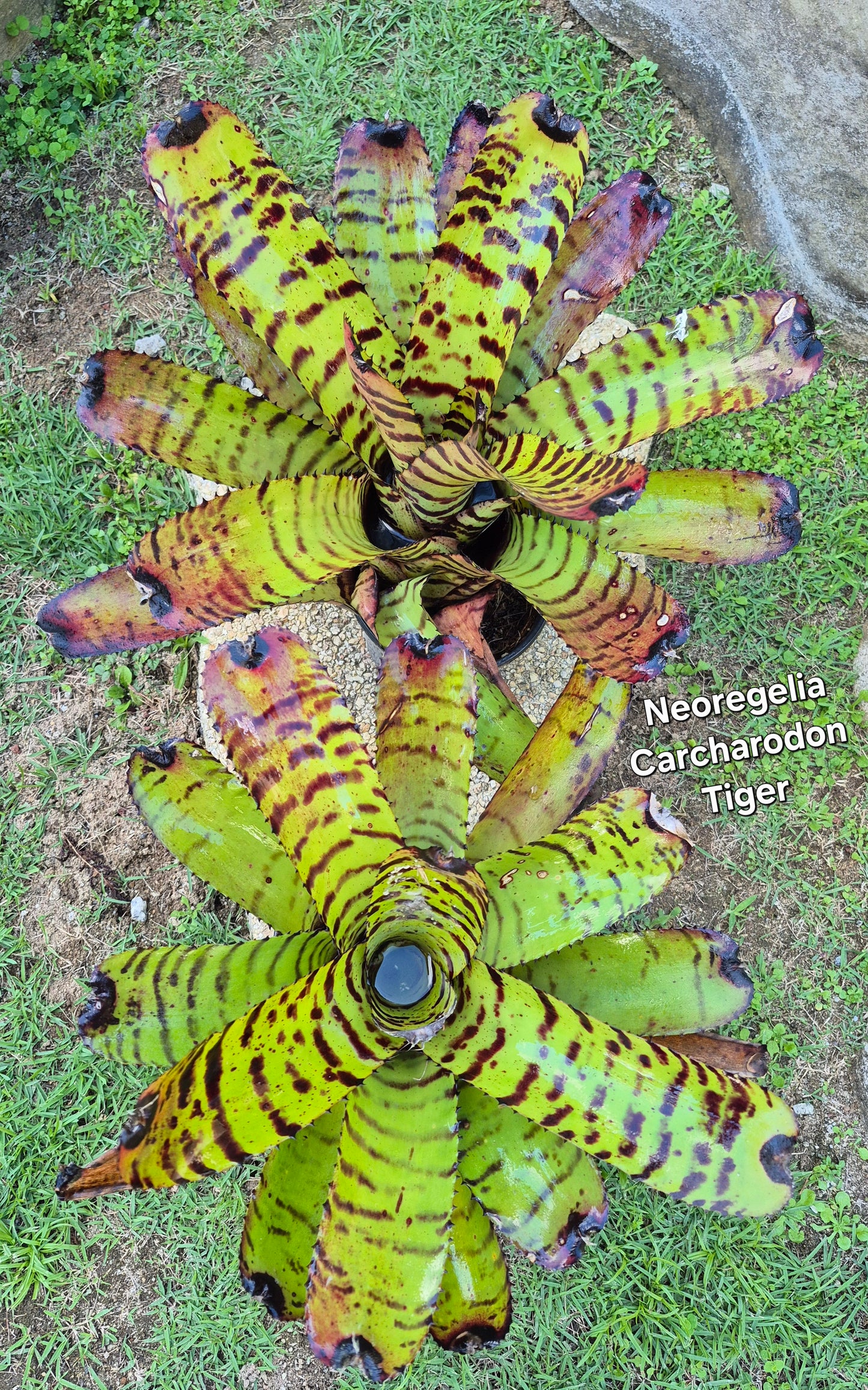 NEOREGELIA CARCHARODON TIGER