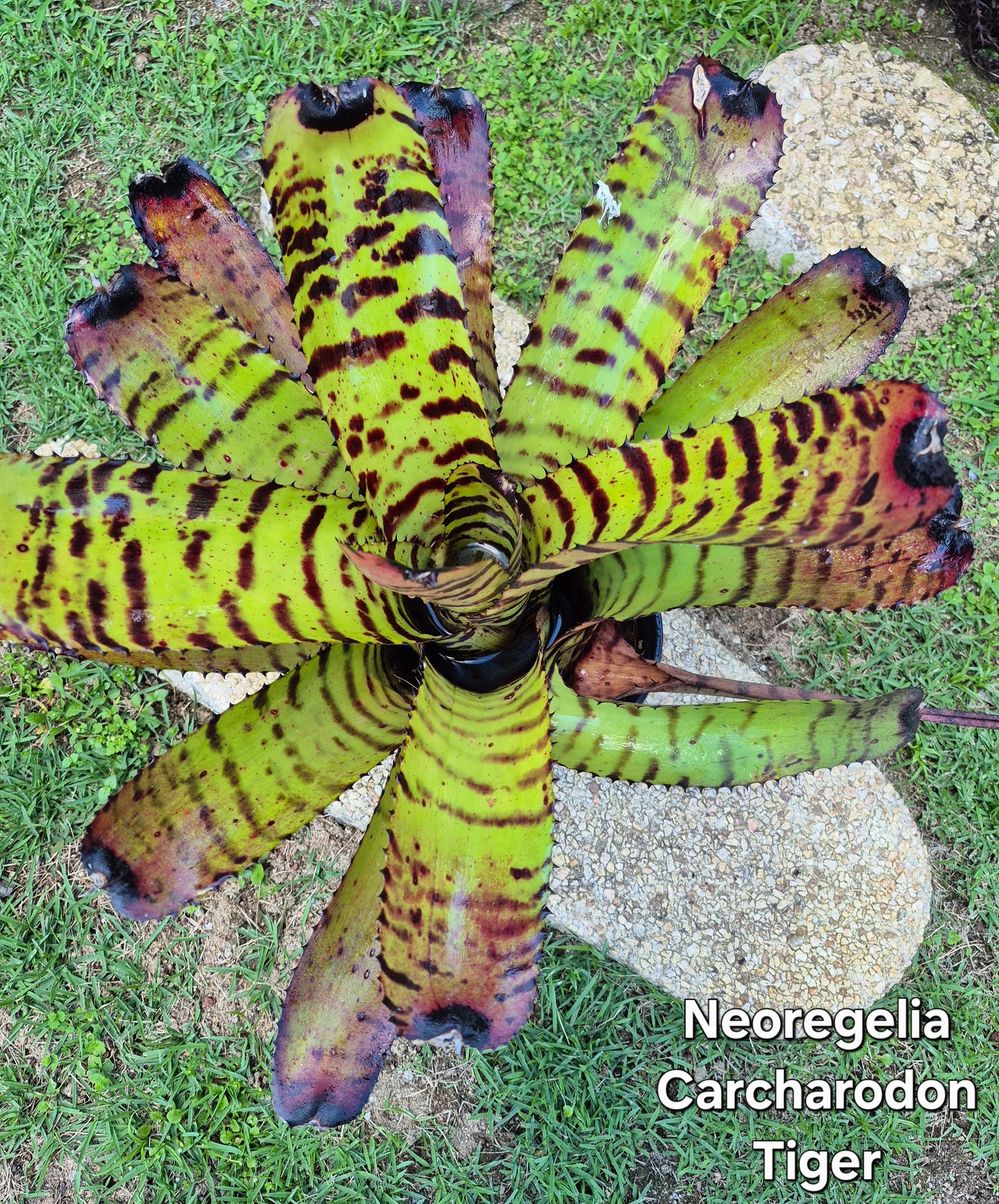 NEOREGELIA CARCHARODON TIGER