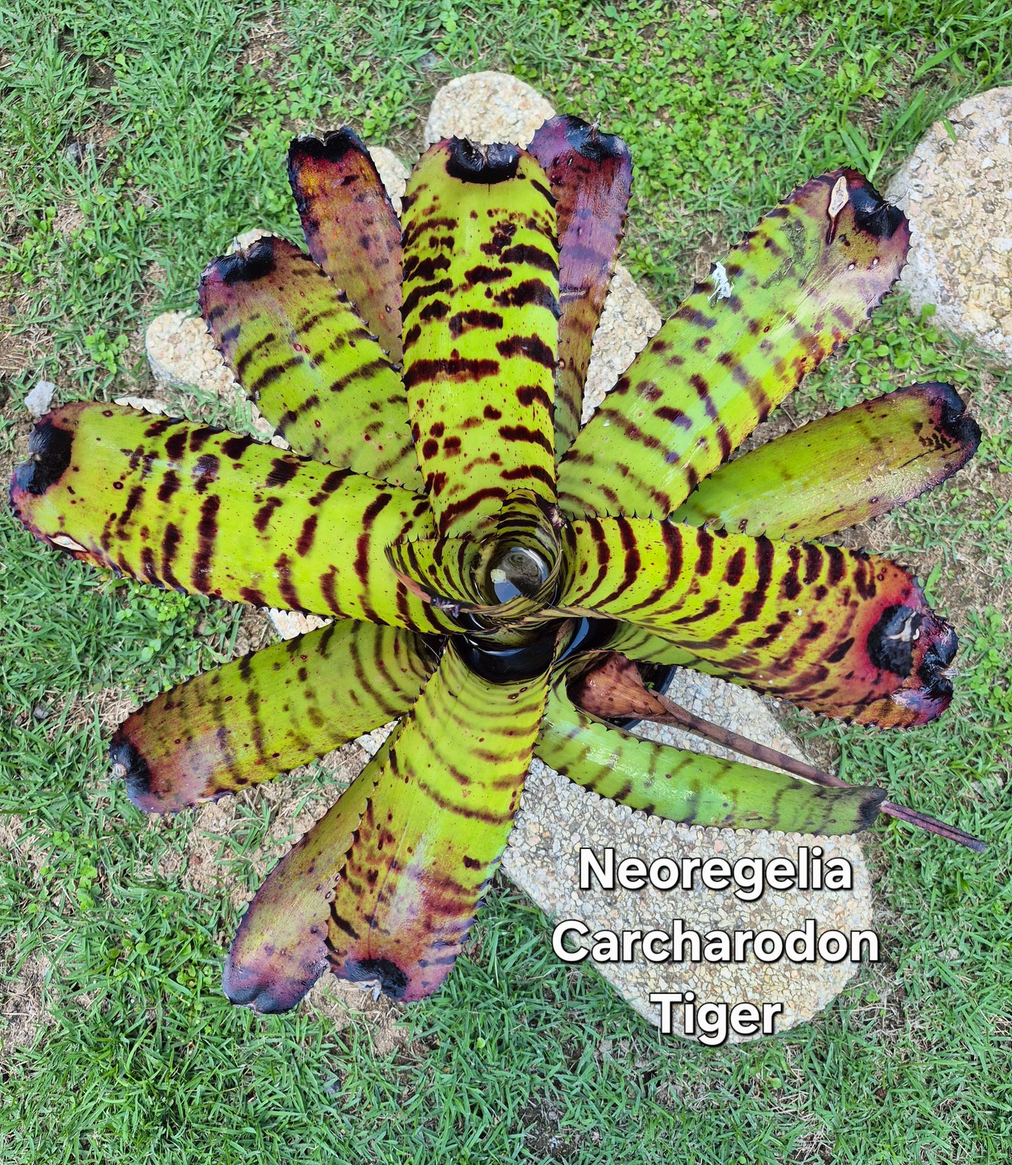 NEOREGELIA CARCHARODON TIGER