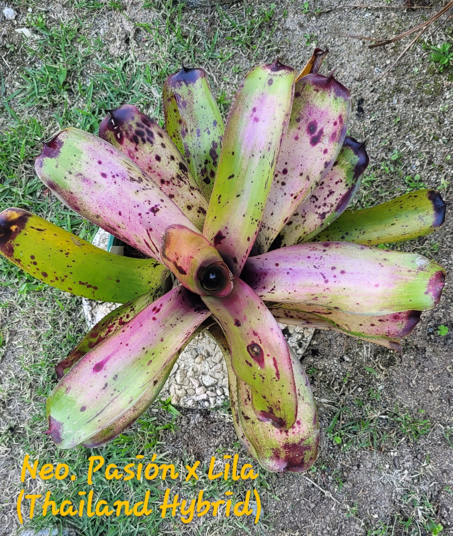 NEOREGELIA LELA (antes Neoregelia Passion no x Lila Thailandia hibrido) 2da generación.