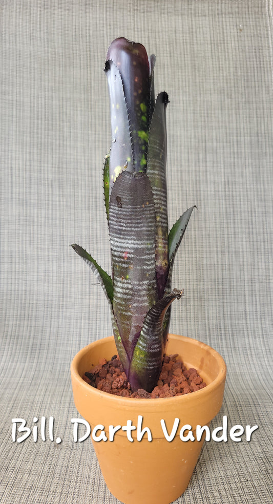 BILLBERGIA DARTH VADER