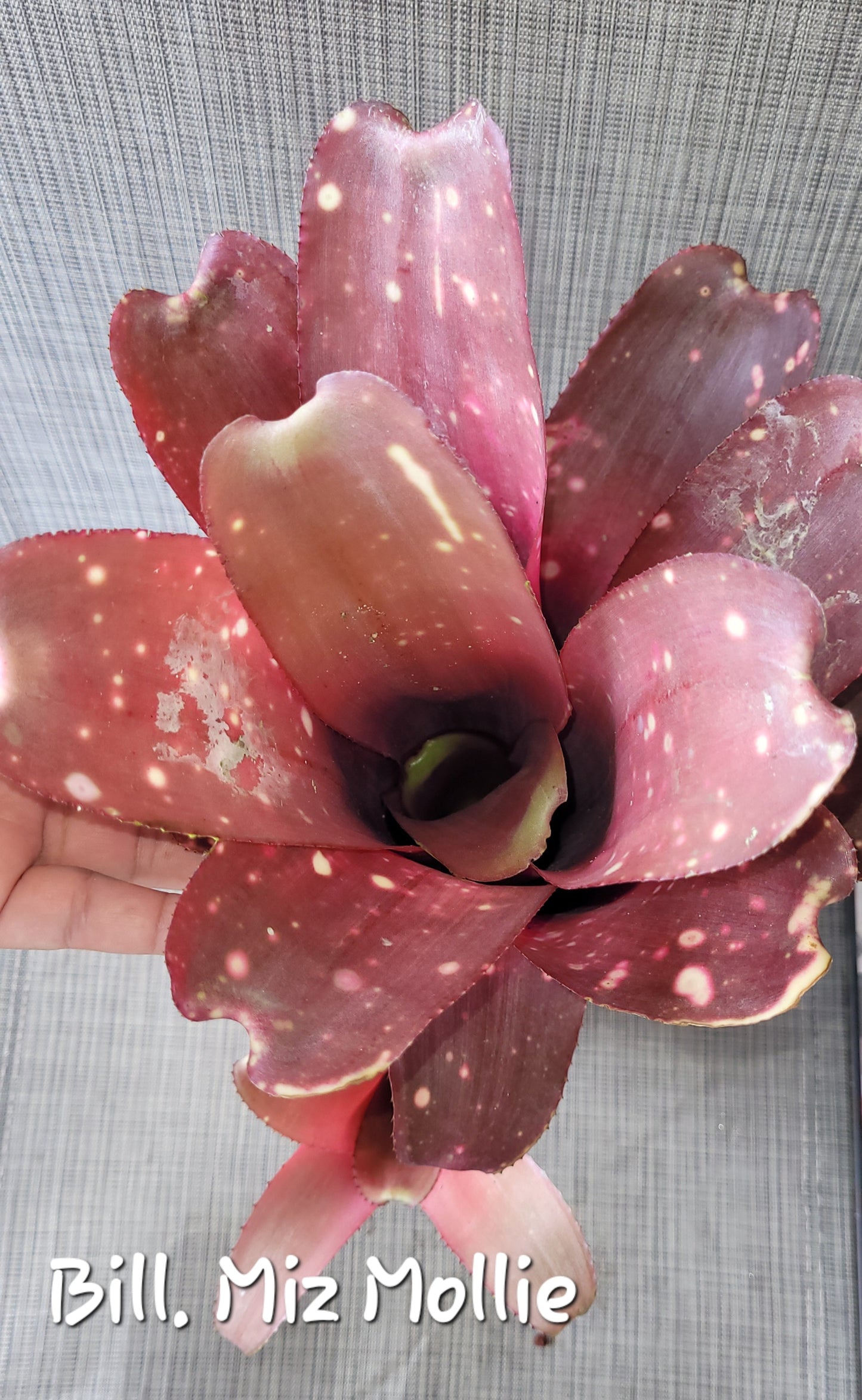 BILLBERGIA MIZ MOLLIE (COLECCION)