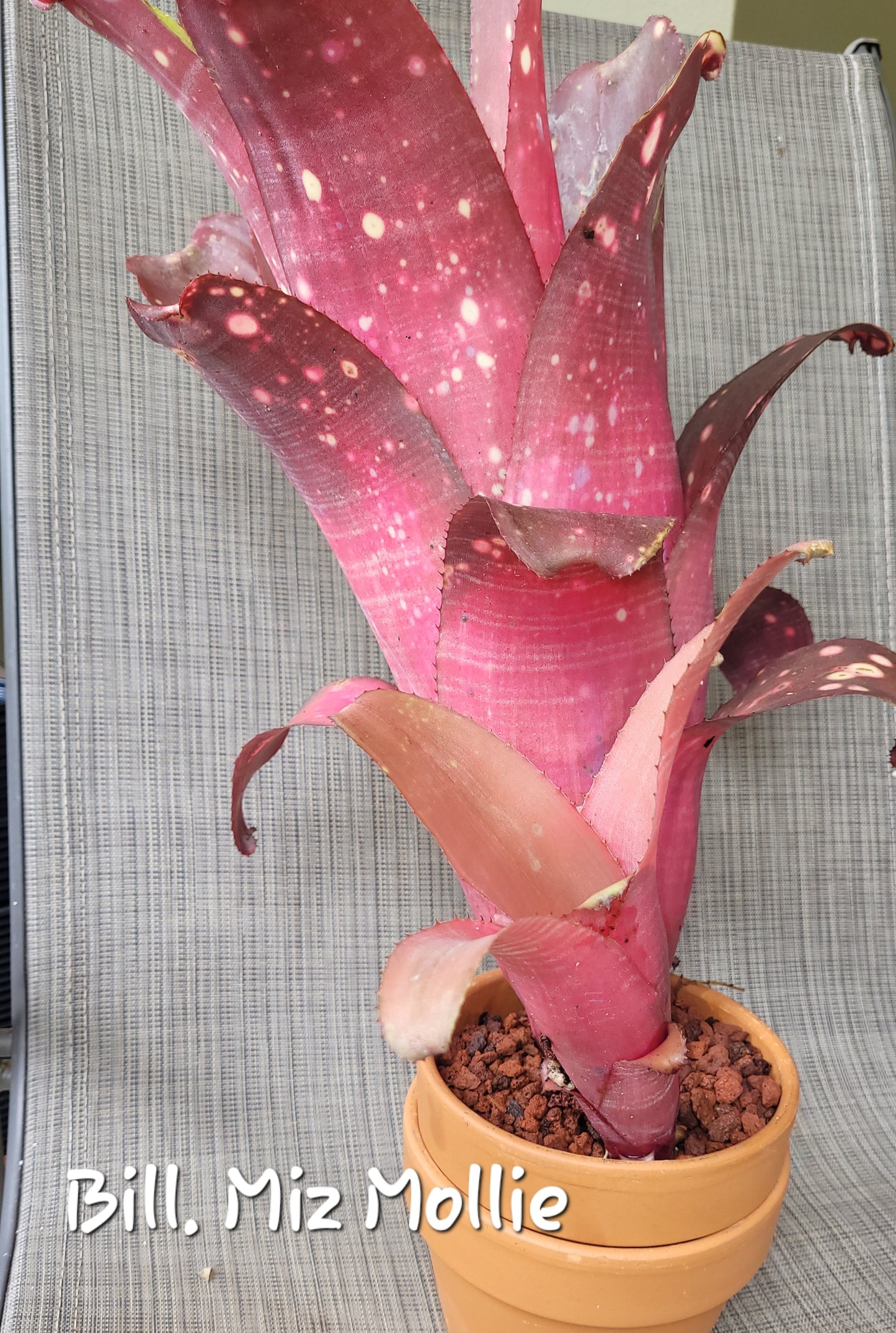 BILLBERGIA MIZ MOLLIE (COLECCION)