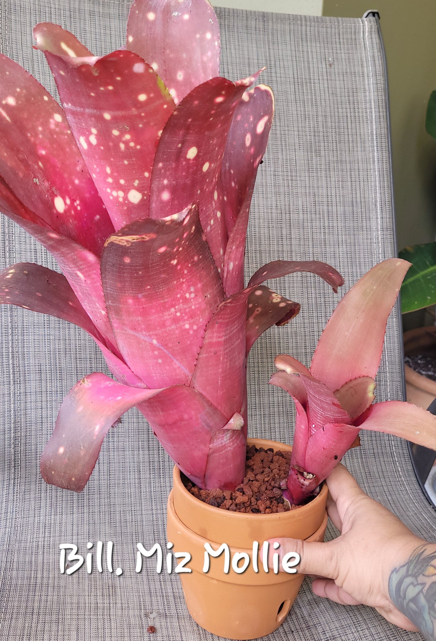 BILLBERGIA MIZ MOLLIE (COLECCION)