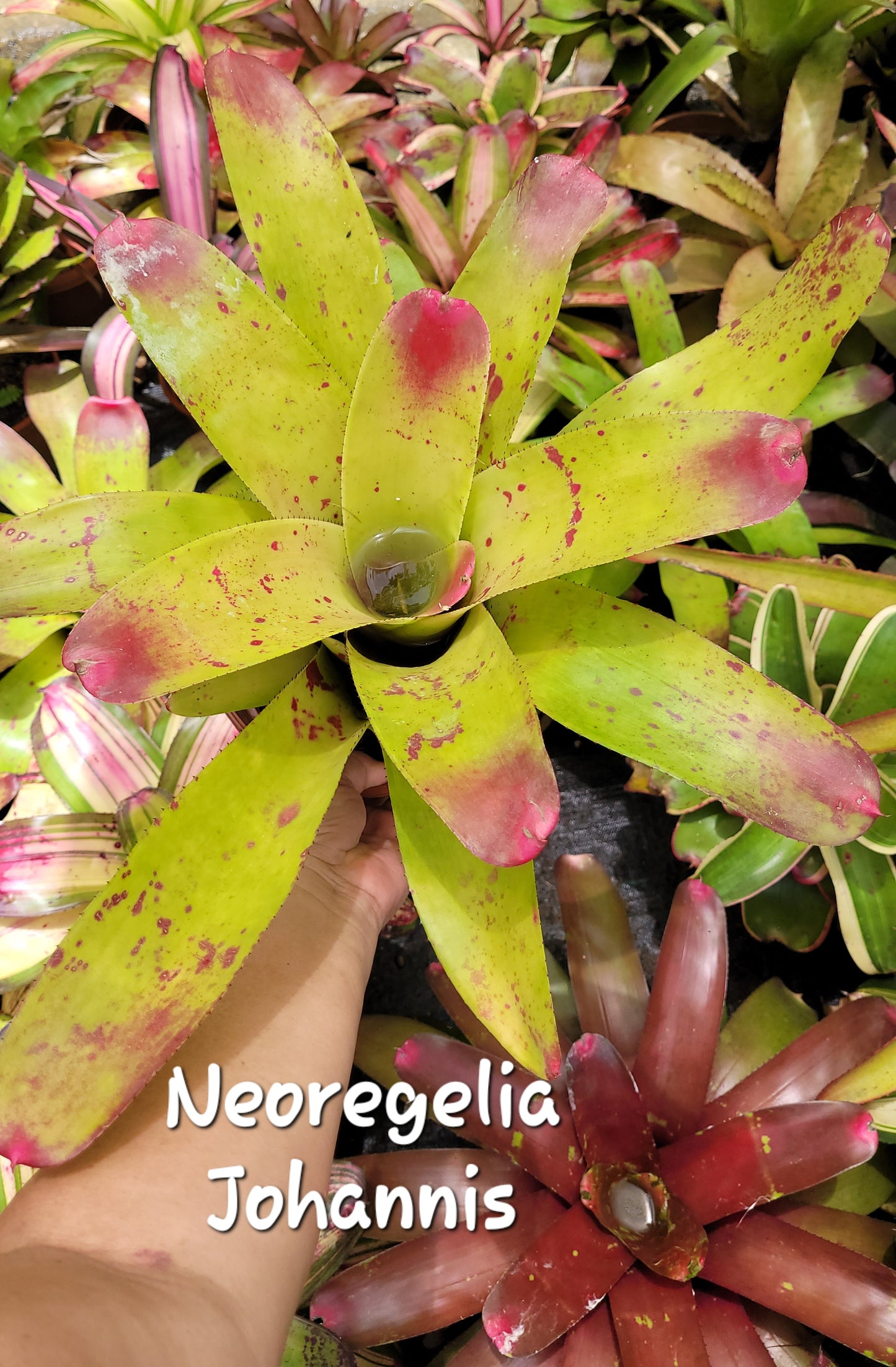 NEOREGELIA JOHANNIS
