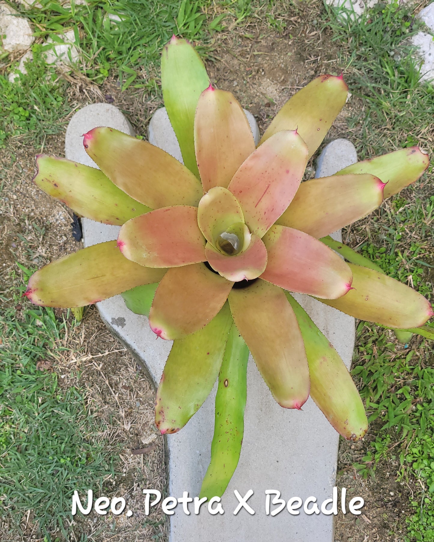 NEOREGELIA PETRA x BEADLE
