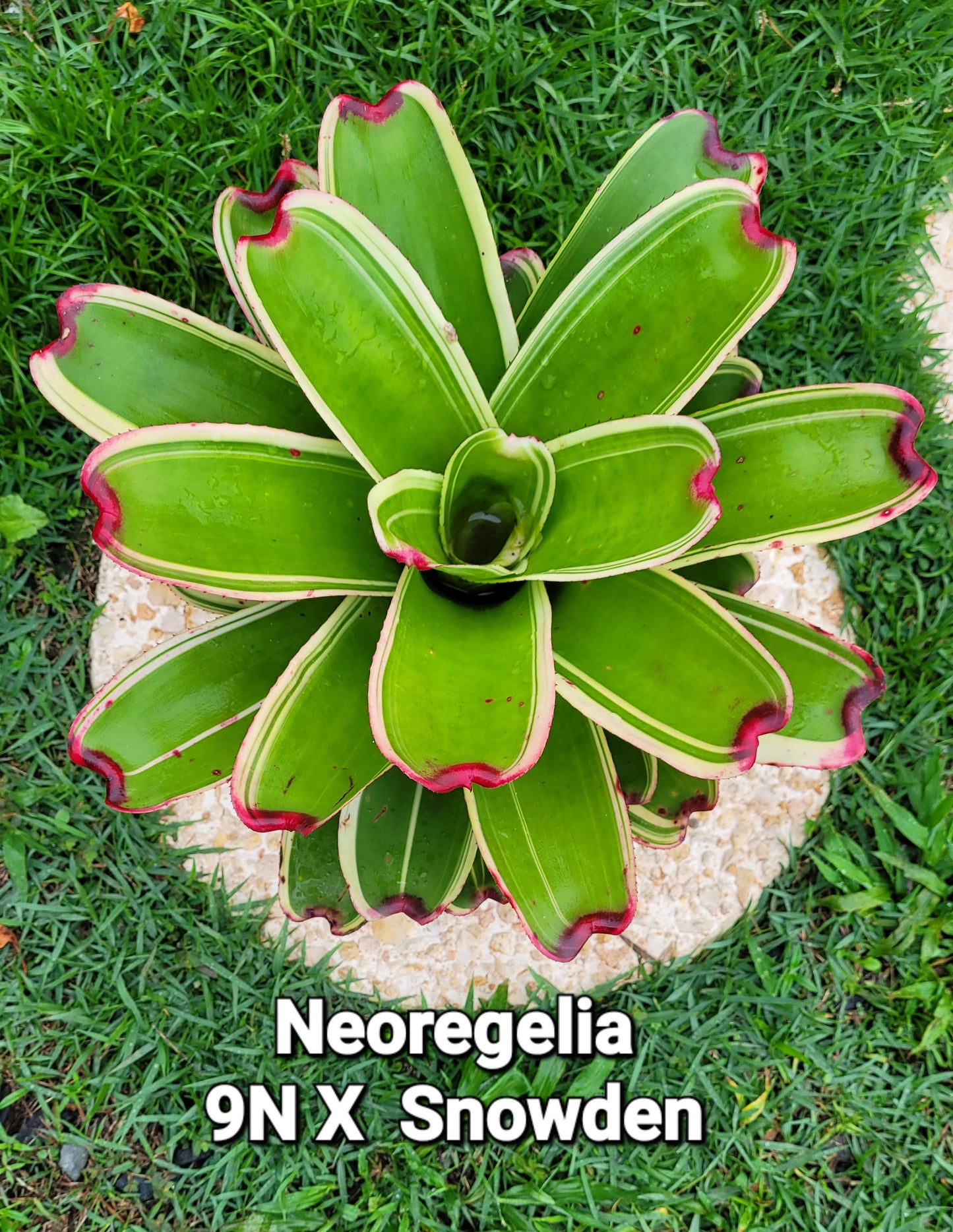 NEOREGELIA 9N X SNOWDEN