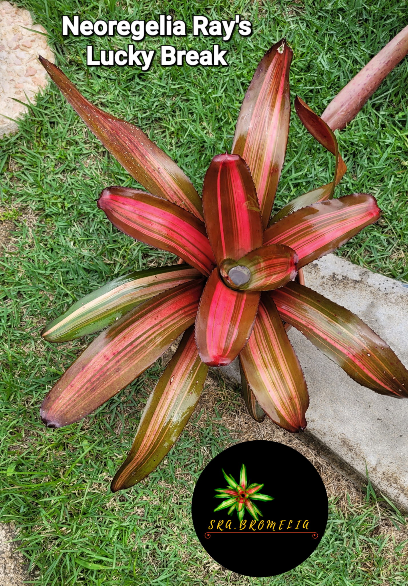 NEOREGELIA RAY’S LUCKY BREAK
