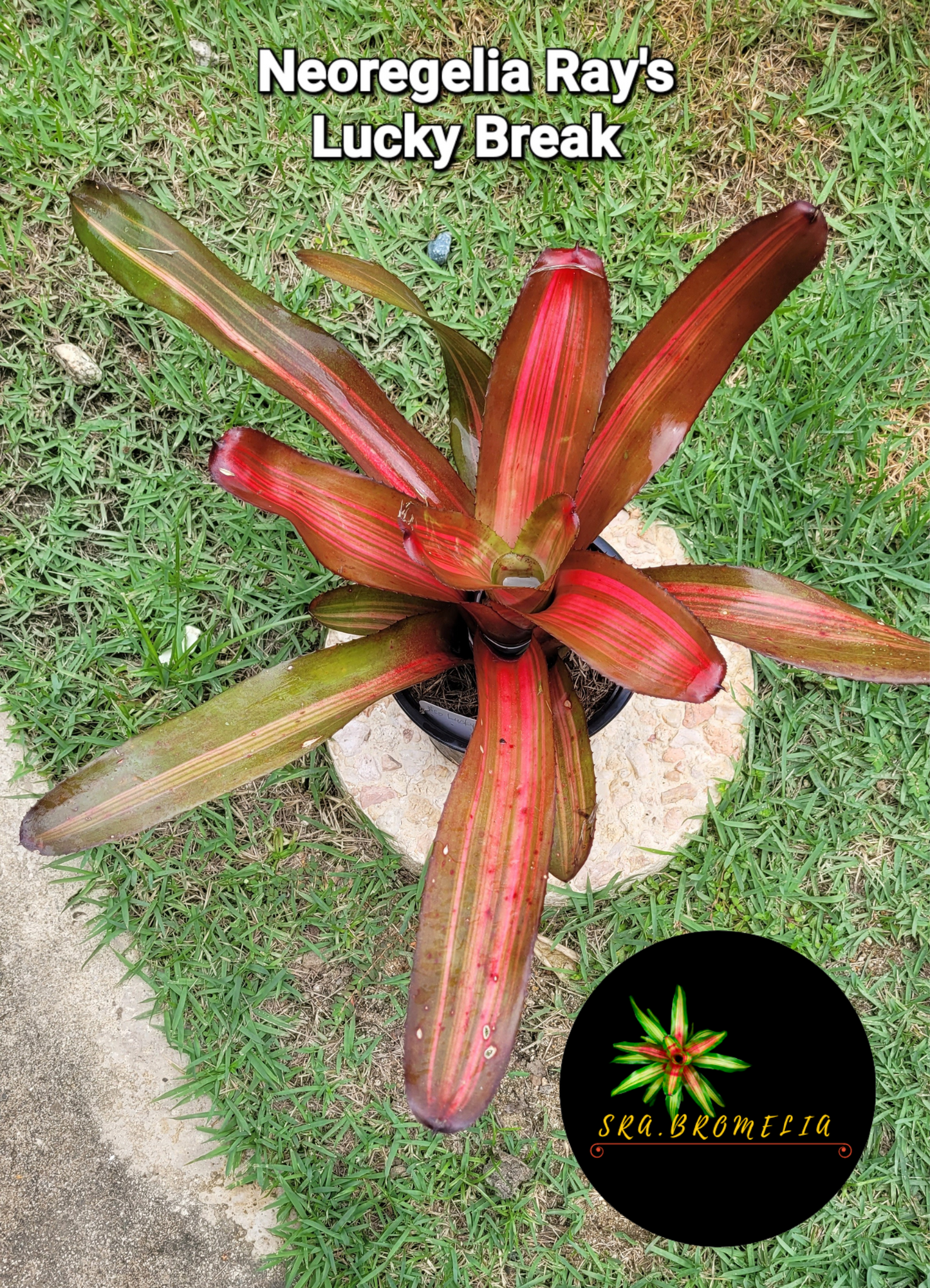 NEOREGELIA RAY’S LUCKY BREAK