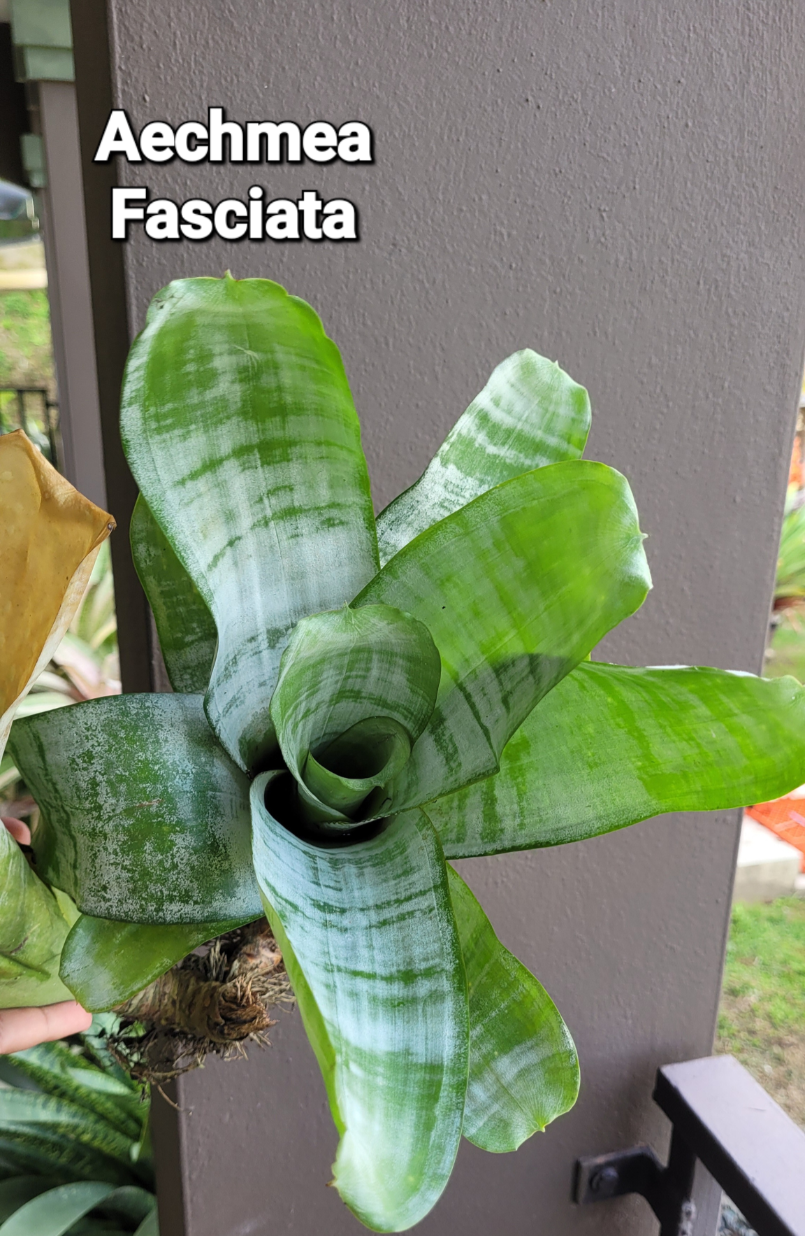 AECHMEA FASCIATA