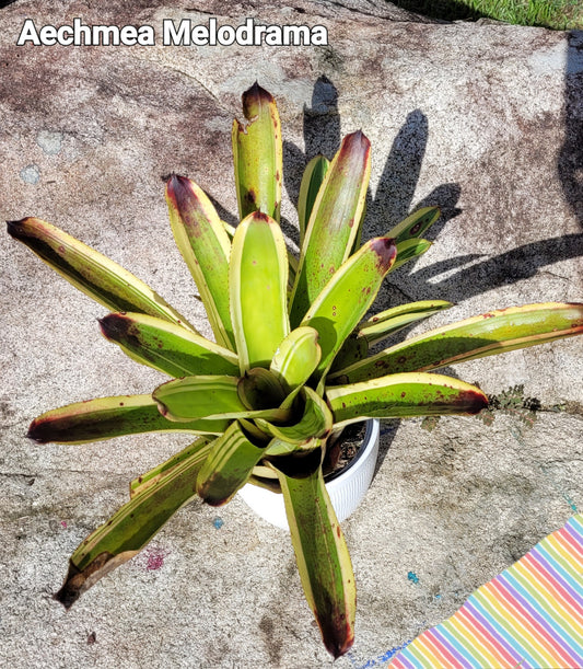 AECHMEA MELODRAMA
