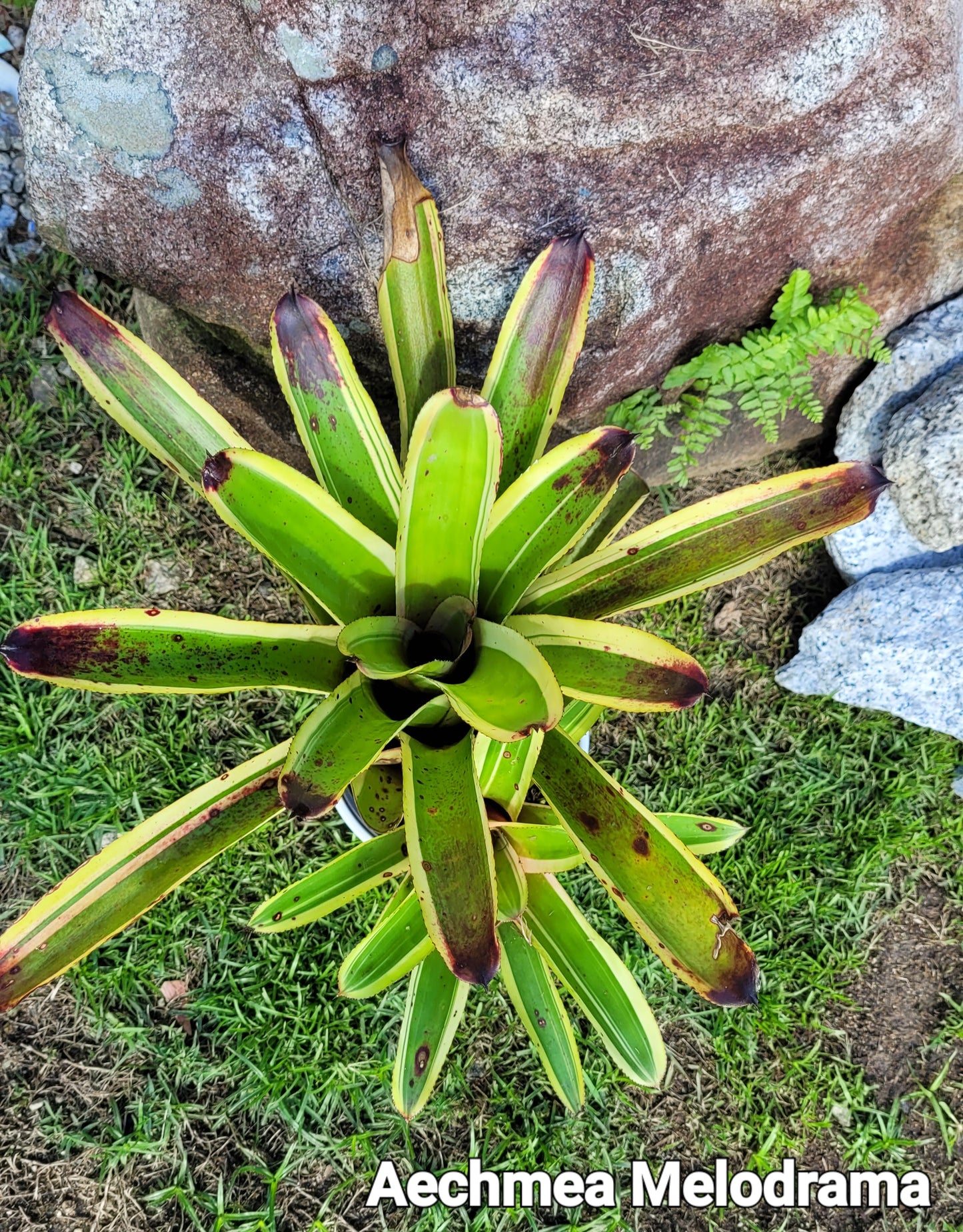 AECHMEA MELODRAMA