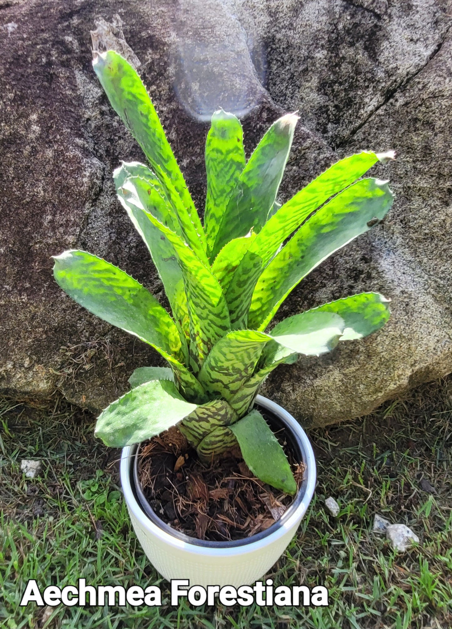 FOSTERIANA