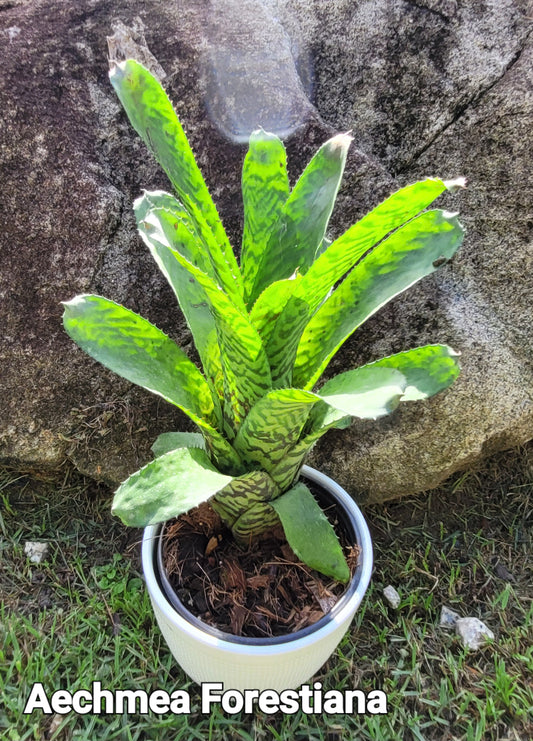 FOSTERIANA