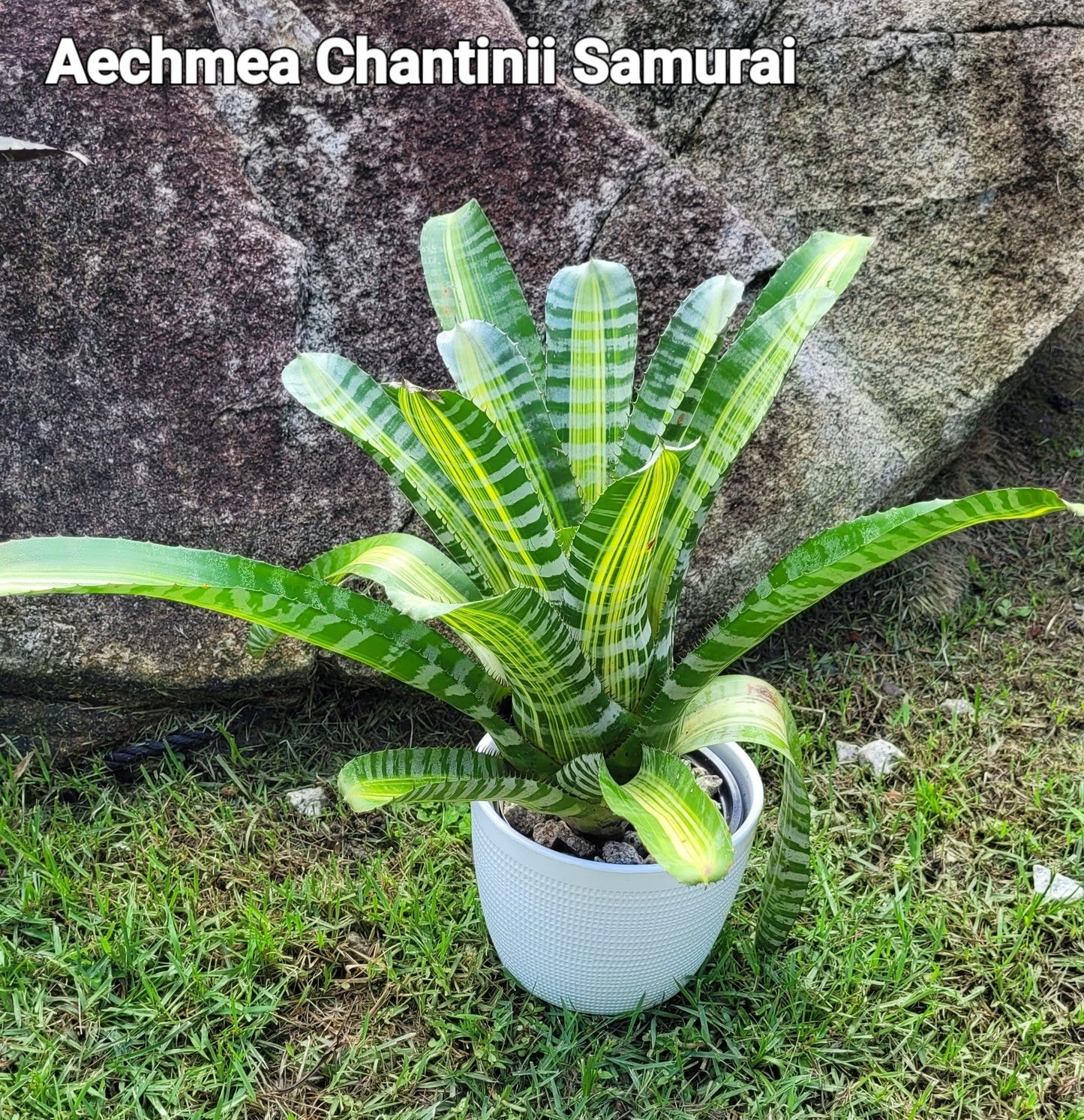 AECHMEA CHANTINII SAMURAI