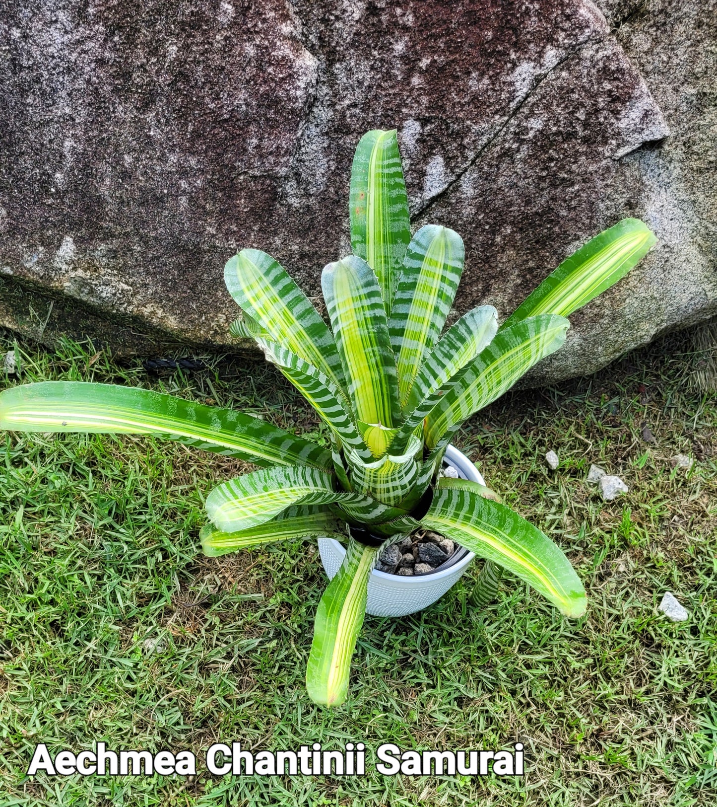 AECHMEA CHANTINII SAMURAI