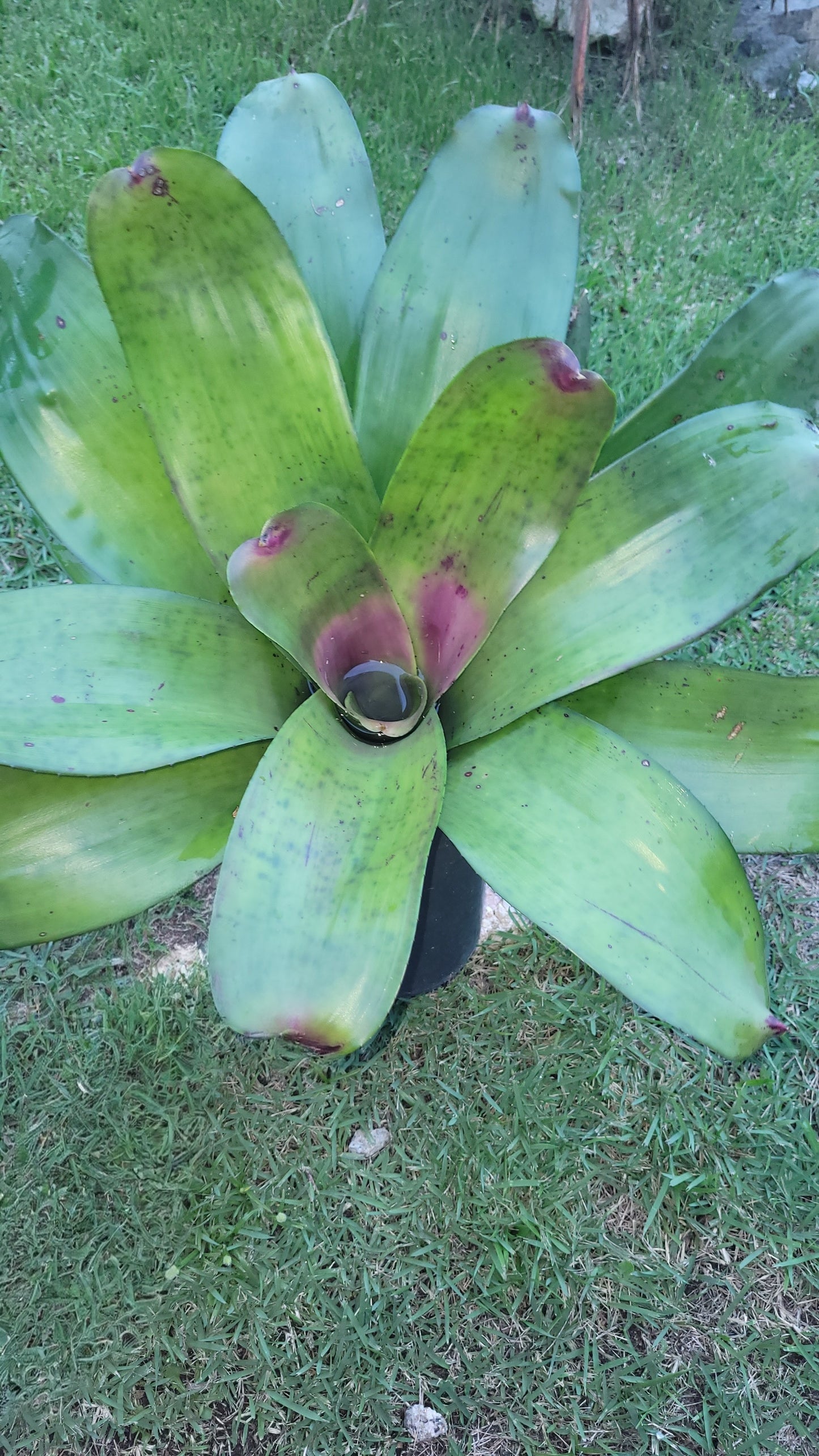 NEOREGELIA CONCENTRICA BULLIS