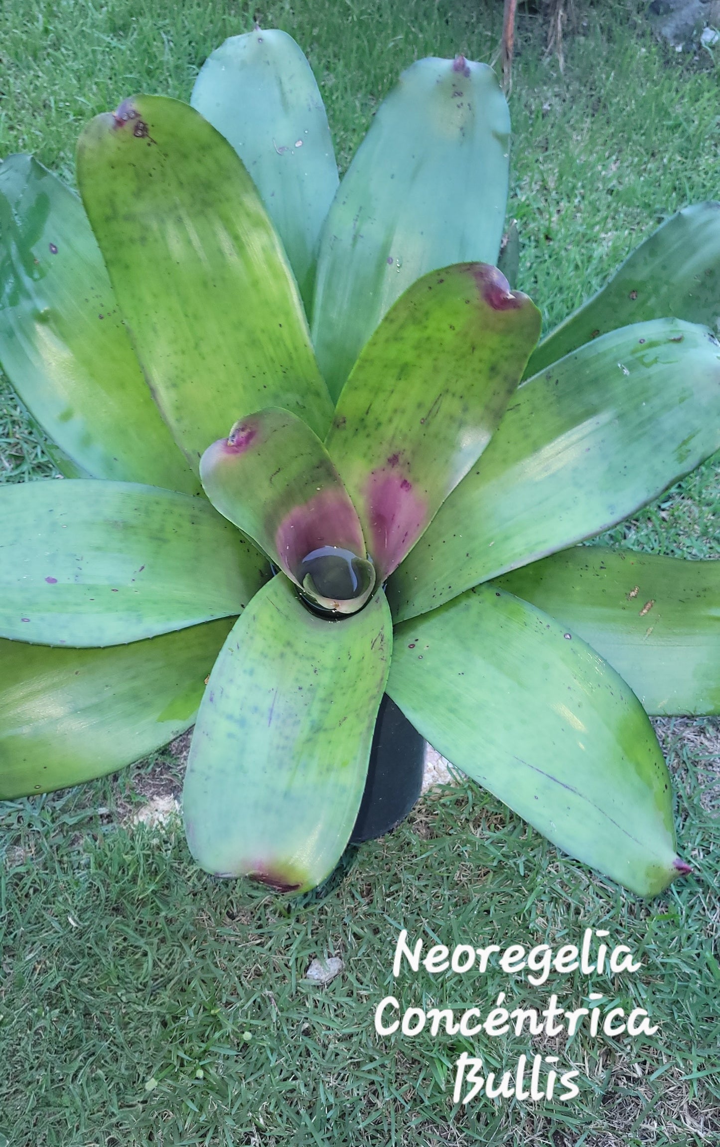NEOREGELIA CONCENTRICA BULLIS