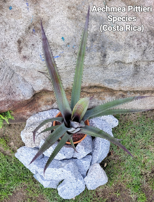 AECHMEA PITTIERI SPECIES (COSTA RICA)