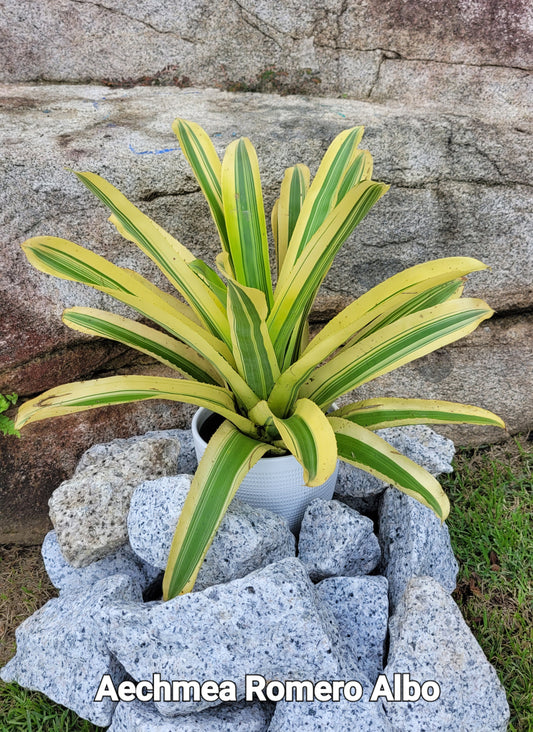 AECHMEA ROMERO ALBO
