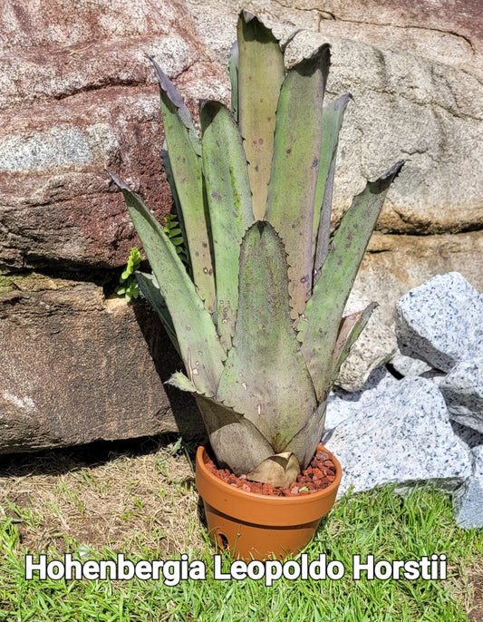 HOHENBERGIA LEOPOLDO HORSTII
