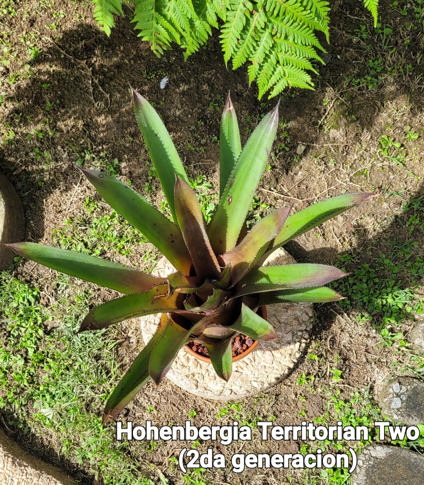 HOHENBERGIA TERRITORIAN TWO (segunda generación)