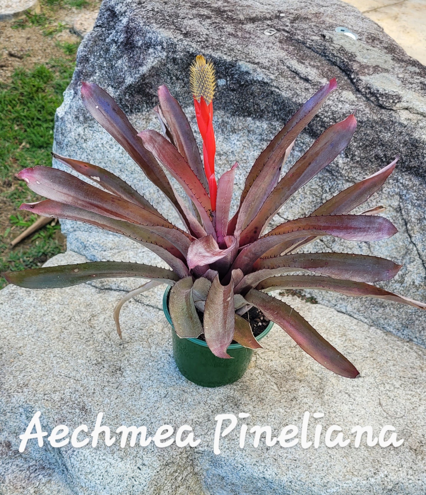 AECHMEA PINELIANA