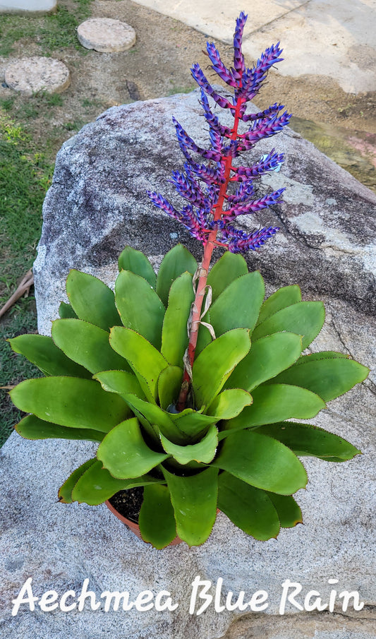 AECHMEA BLUE RAIN