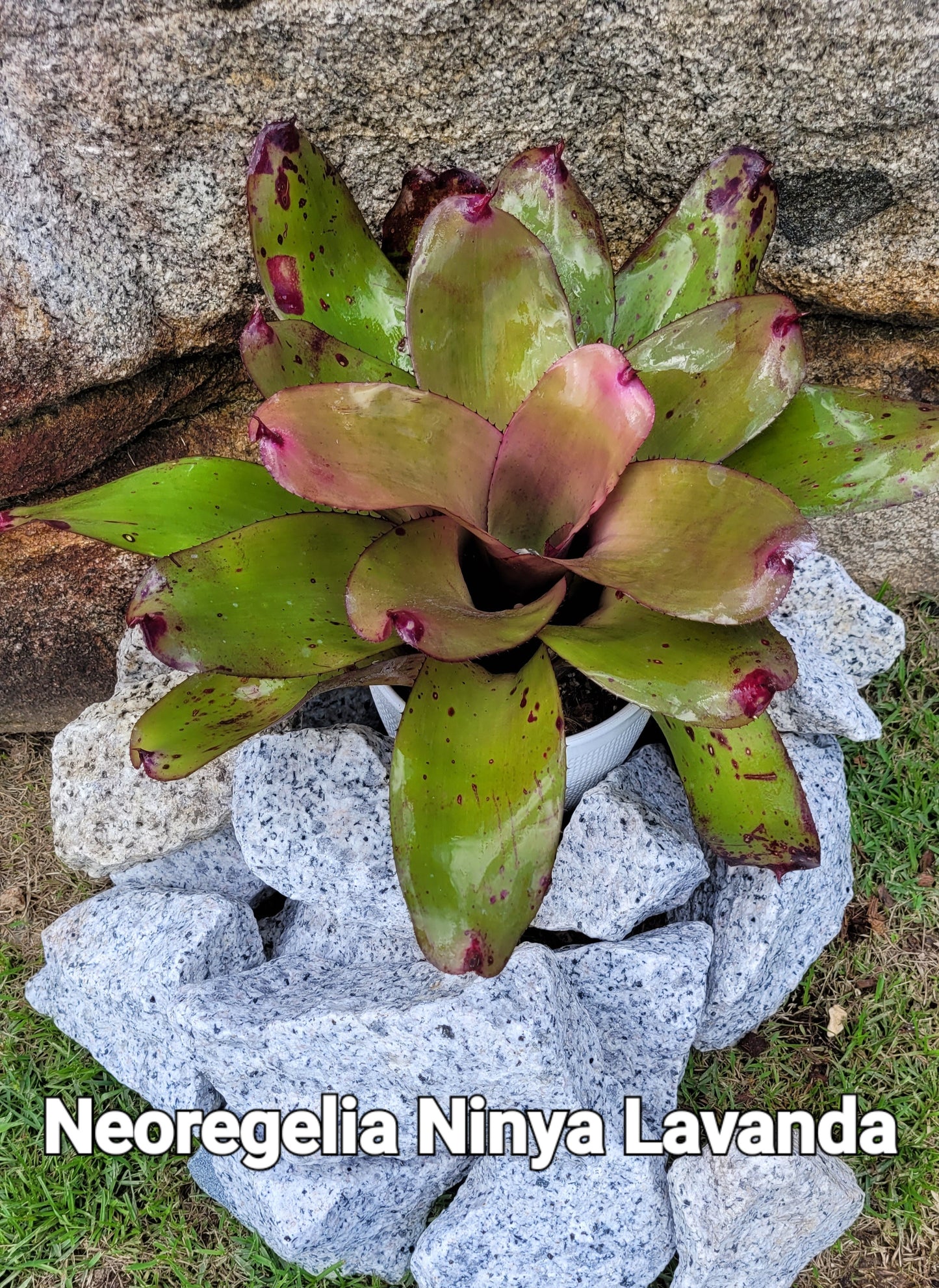NEOREGELIA NINJA LAVANDA