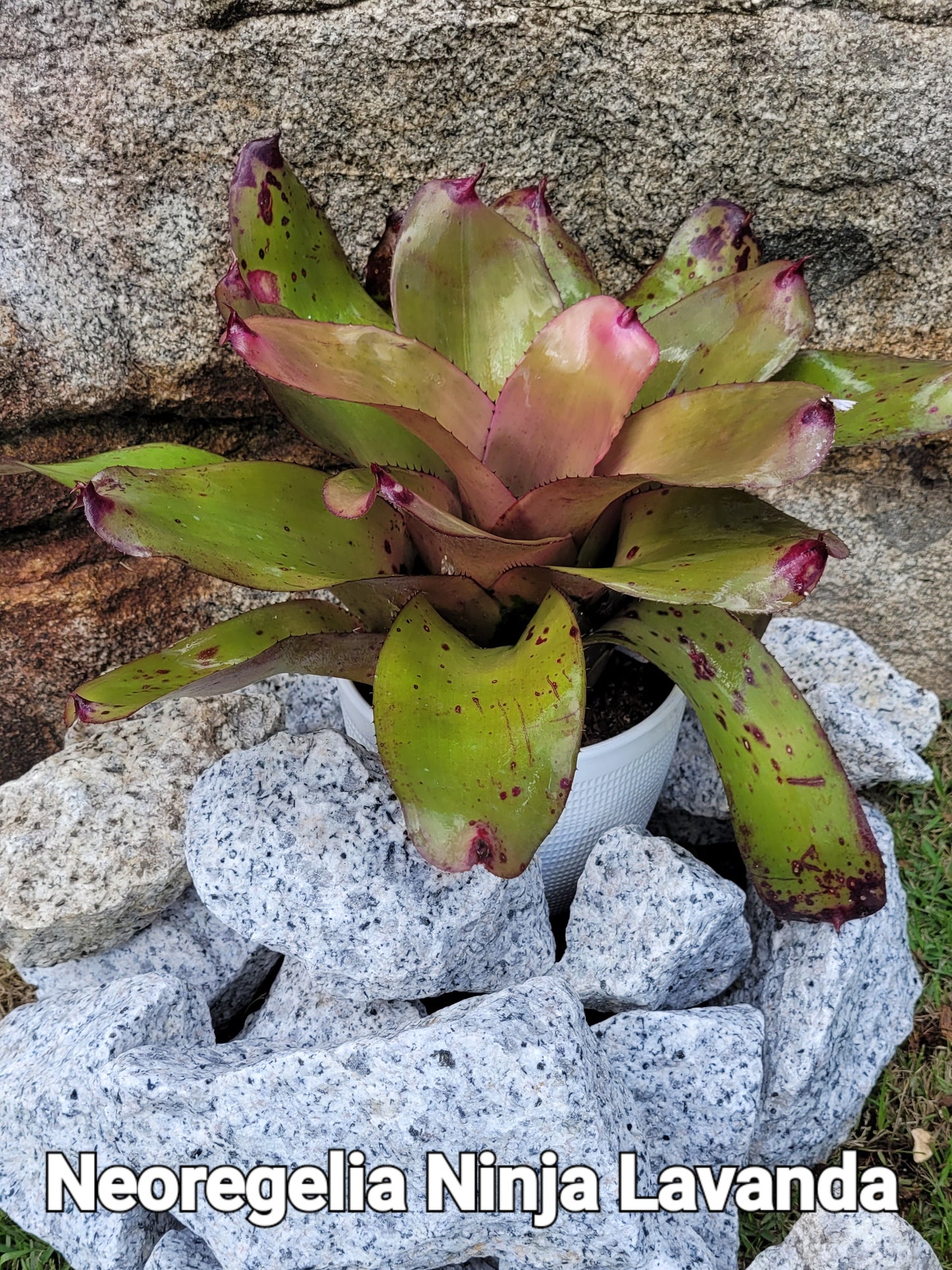 NEOREGELIA NINJA LAVANDA