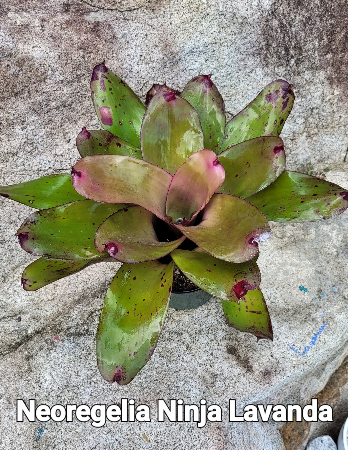NEOREGELIA NINJA LAVANDA