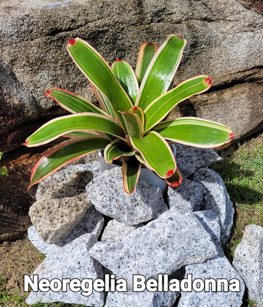 NEOREGELIA BELLADONNA