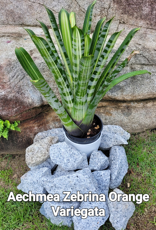 AECHMEA ZEBRINA ORANGE VARIEGATA