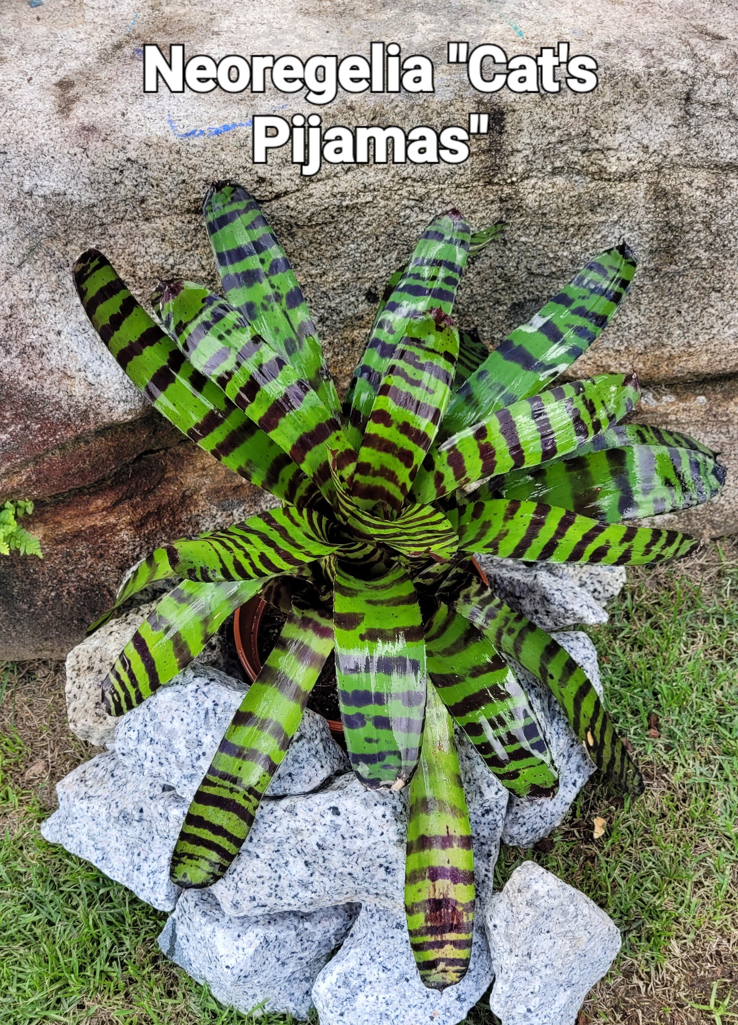NEOREGELIA CATS PIJAMA