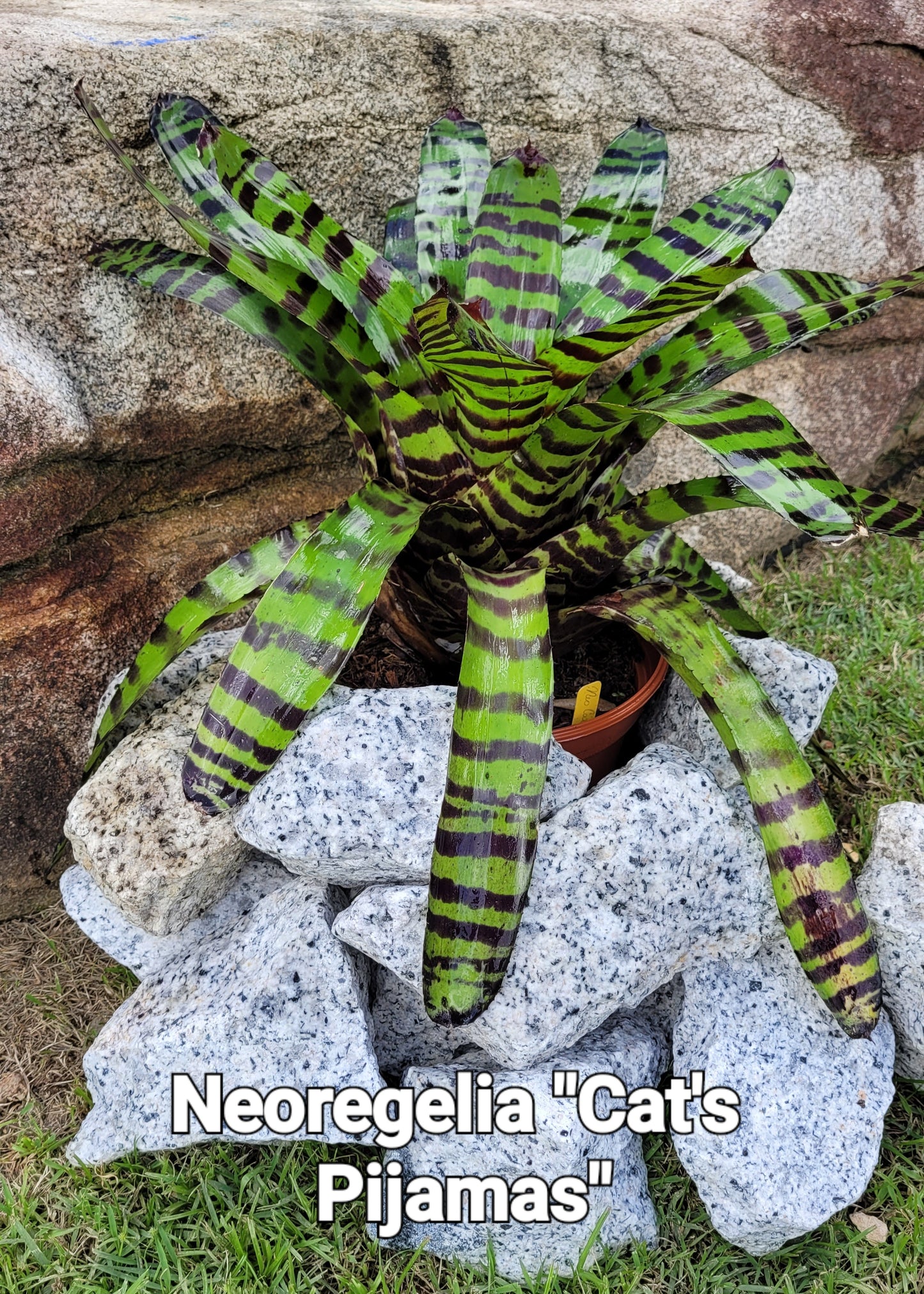 NEOREGELIA CATS PIJAMA