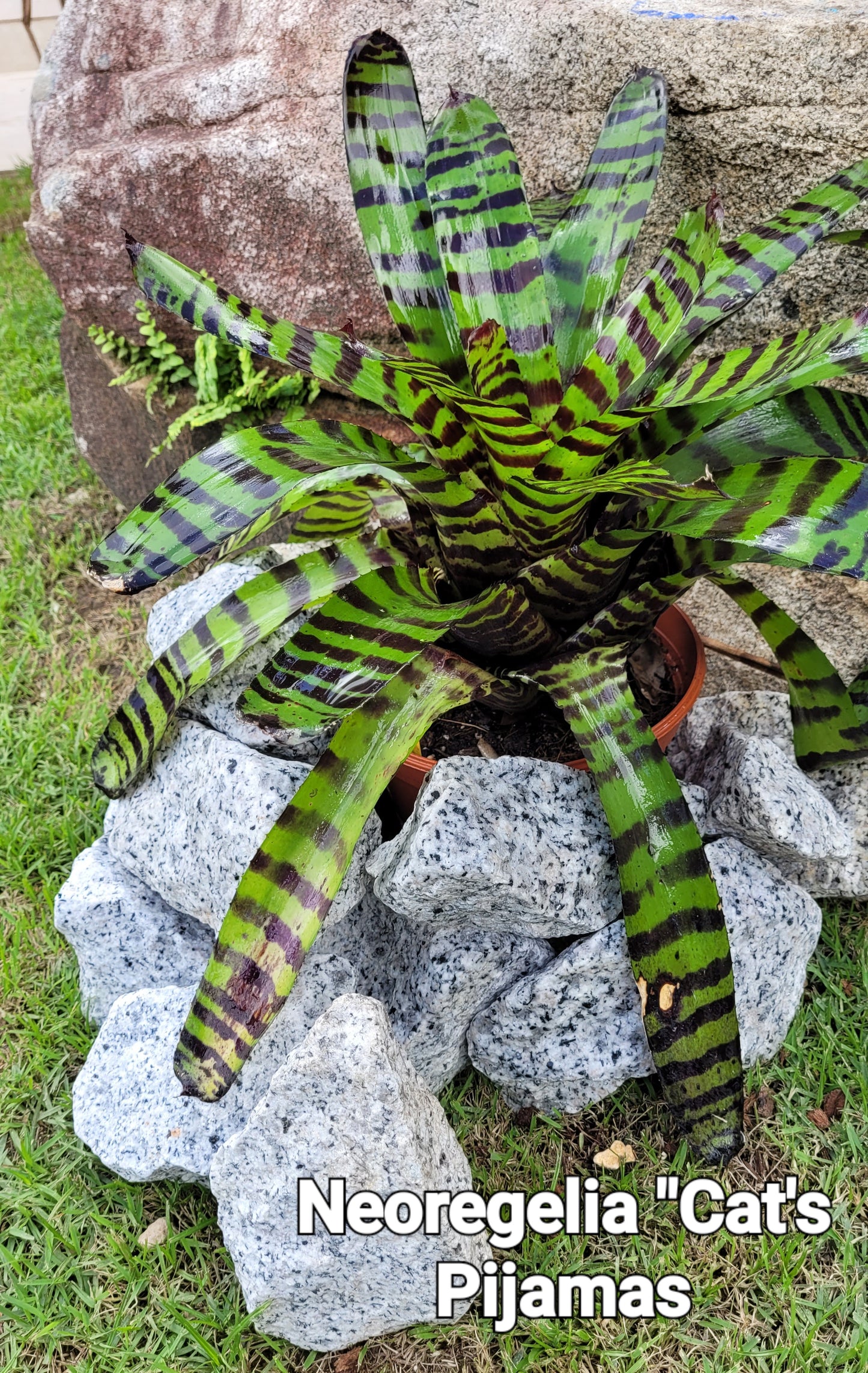 NEOREGELIA CATS PIJAMA