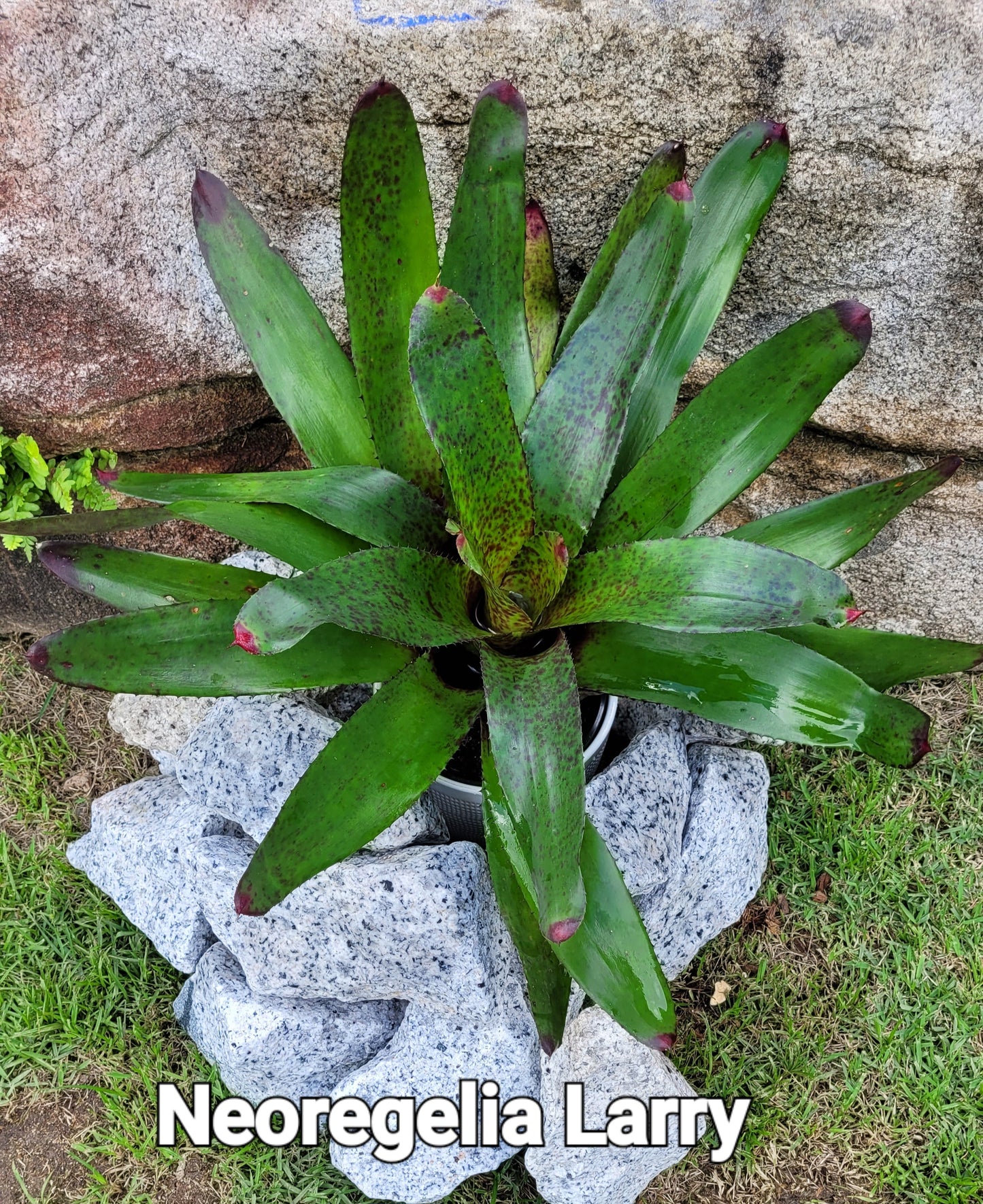 NEOREGELIA LARRY