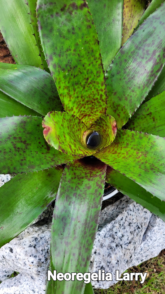 NEOREGELIA LARRY