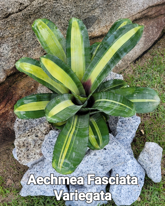 AECHMEA FASCIATA VARIEGATA