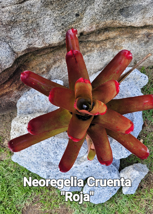 NEOREGELIA CRUENTA ROJA