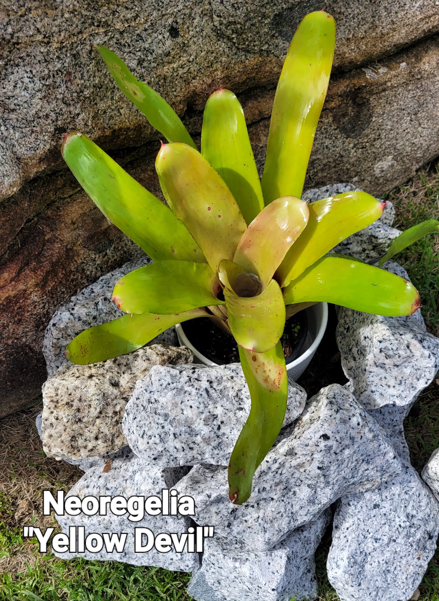 NEOREGELIA YELLOW DEVIL