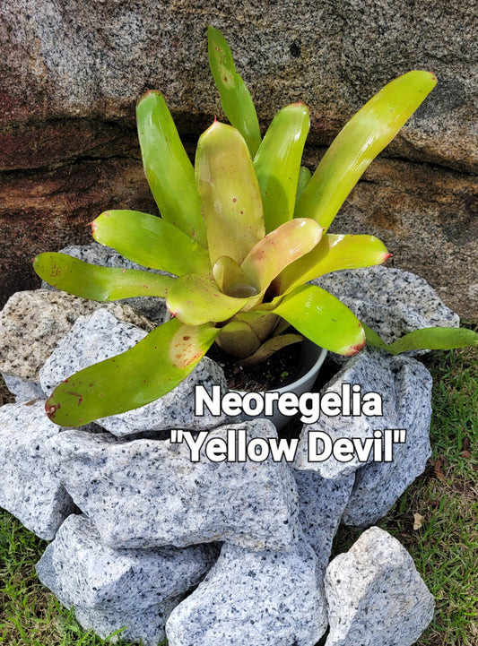 NEOREGELIA YELLOW DEVIL