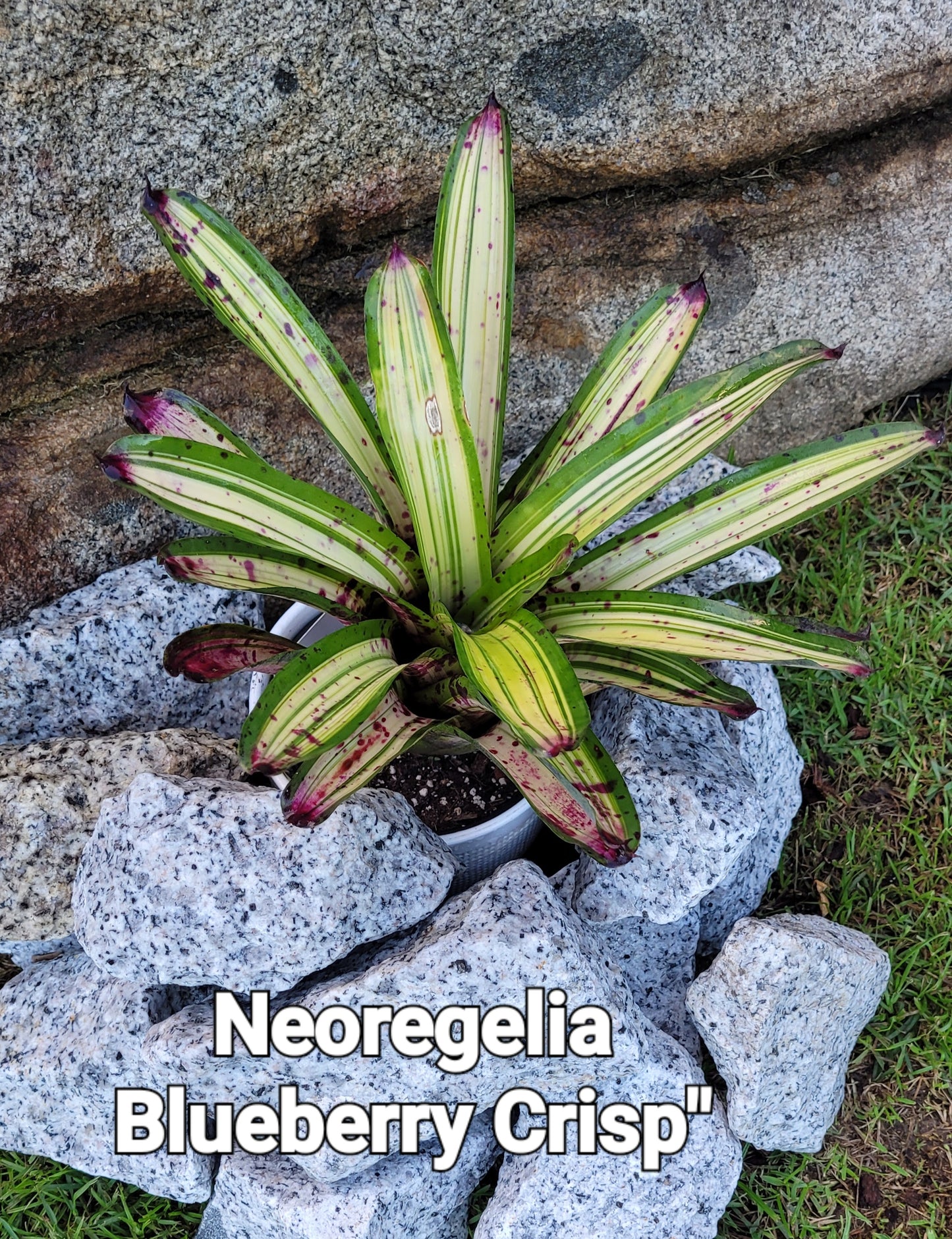 NEOREGELIA BLUEBERRY CRISP