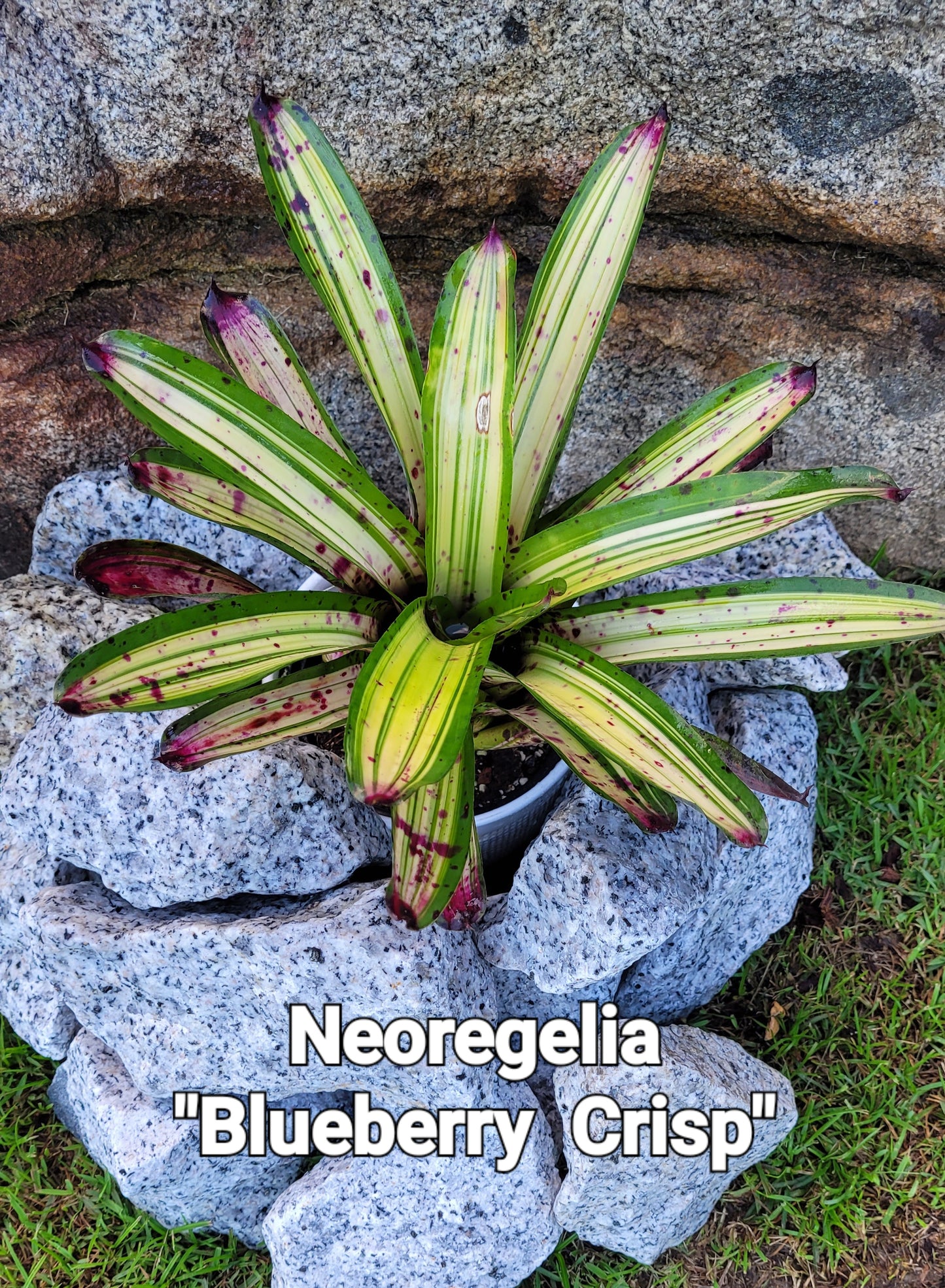 NEOREGELIA BLUEBERRY CRISP