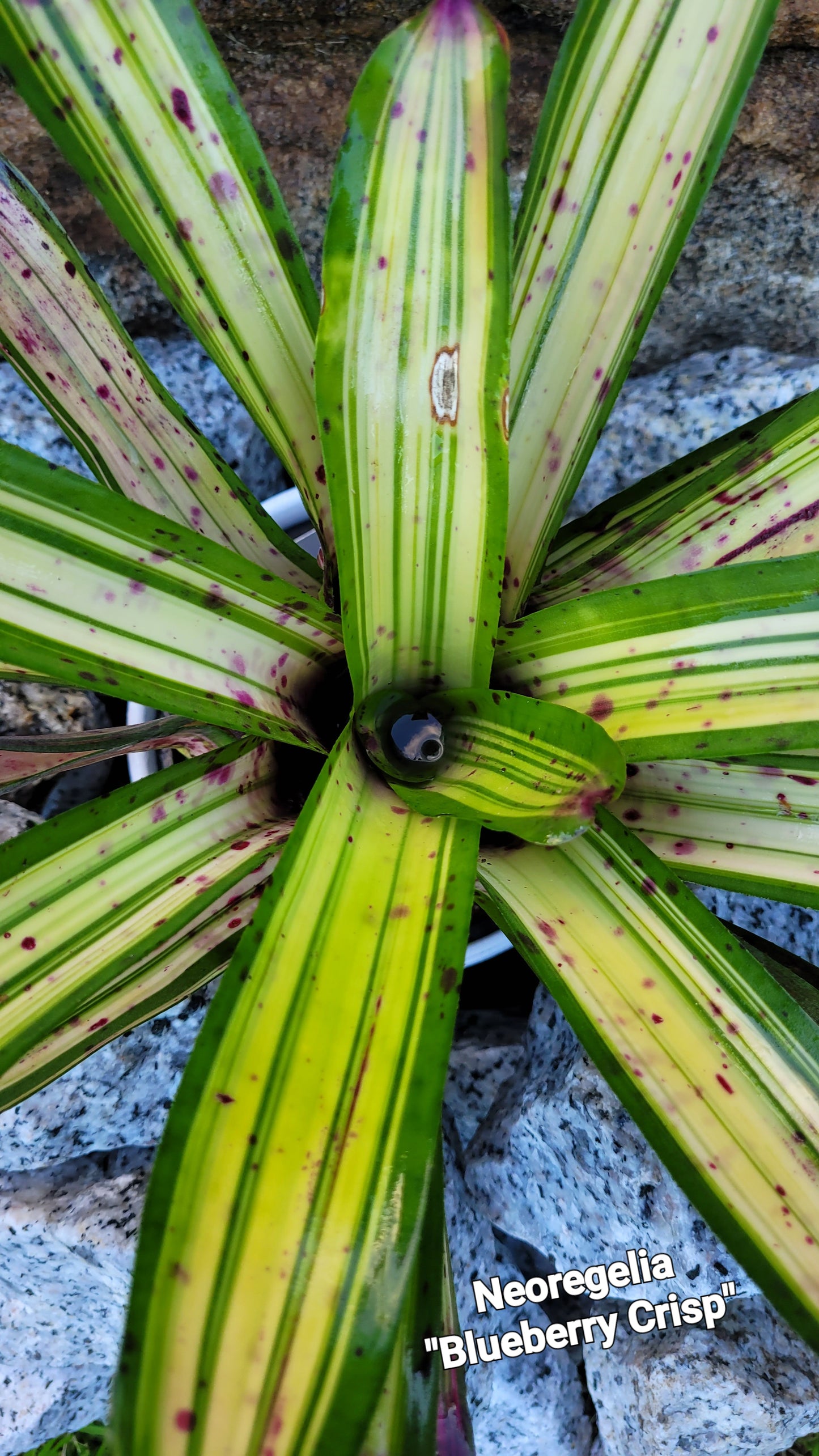 NEOREGELIA BLUEBERRY CRISP