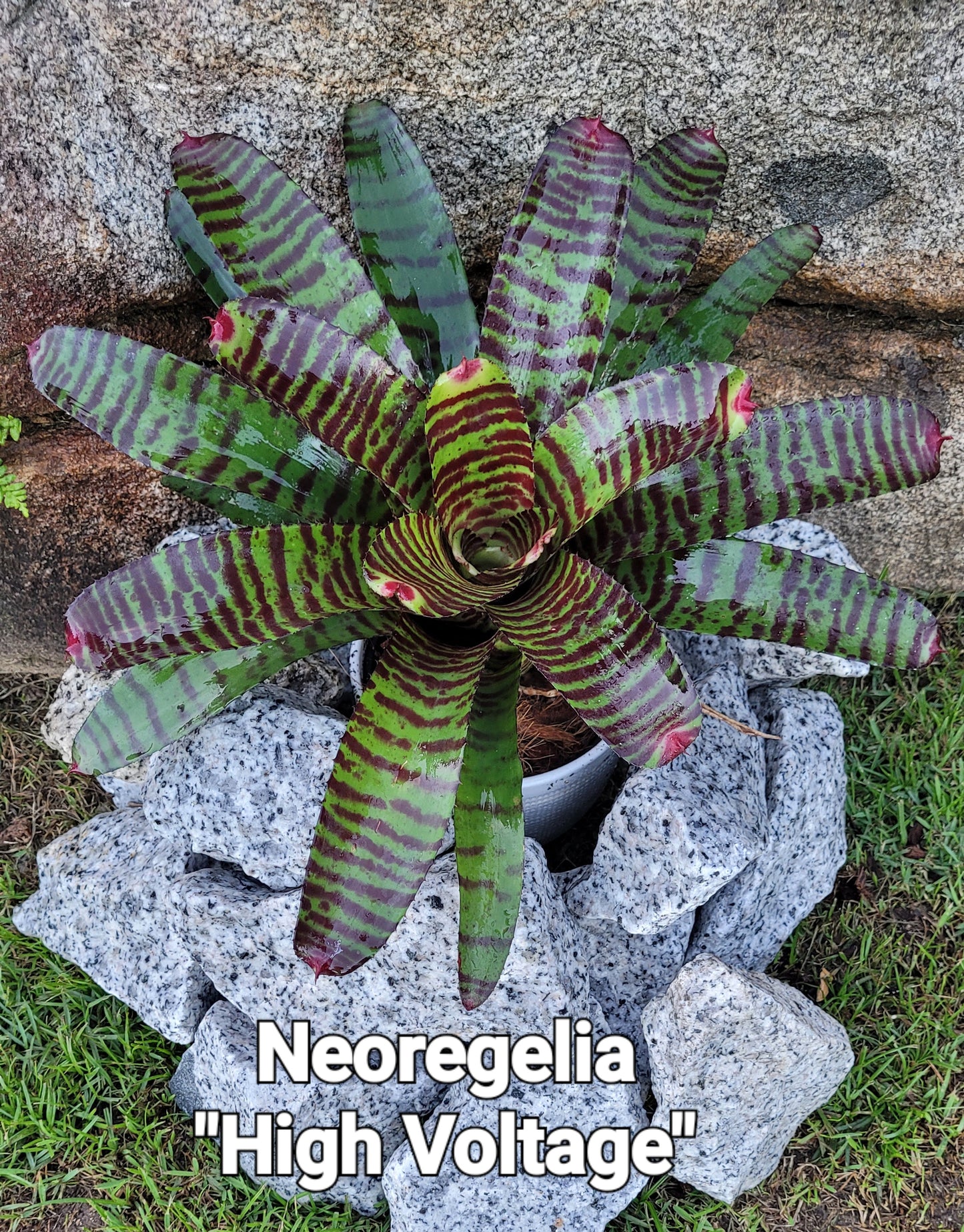 NEOREGELIA HIGH VOLTAGE