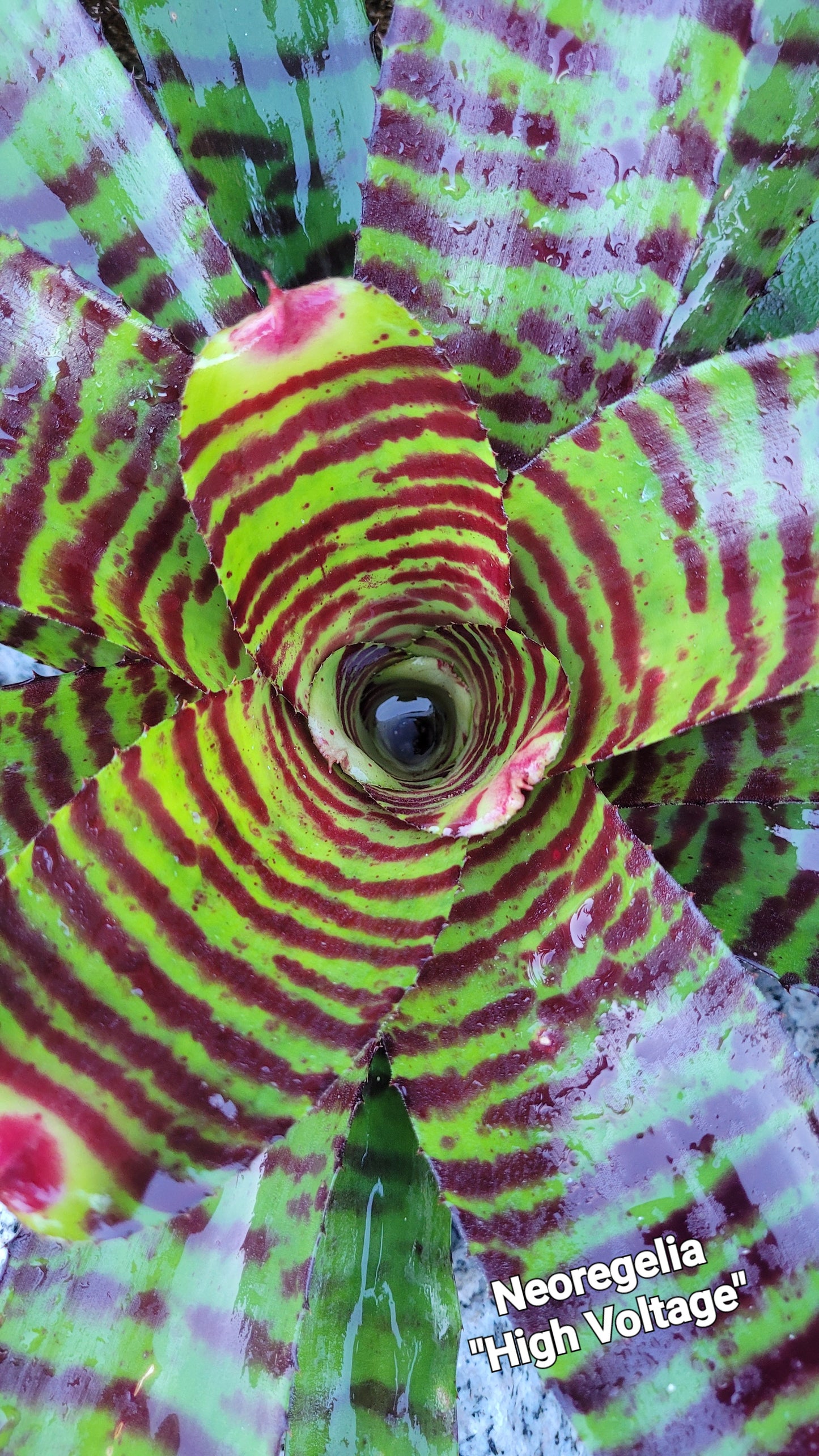 NEOREGELIA HIGH VOLTAGE